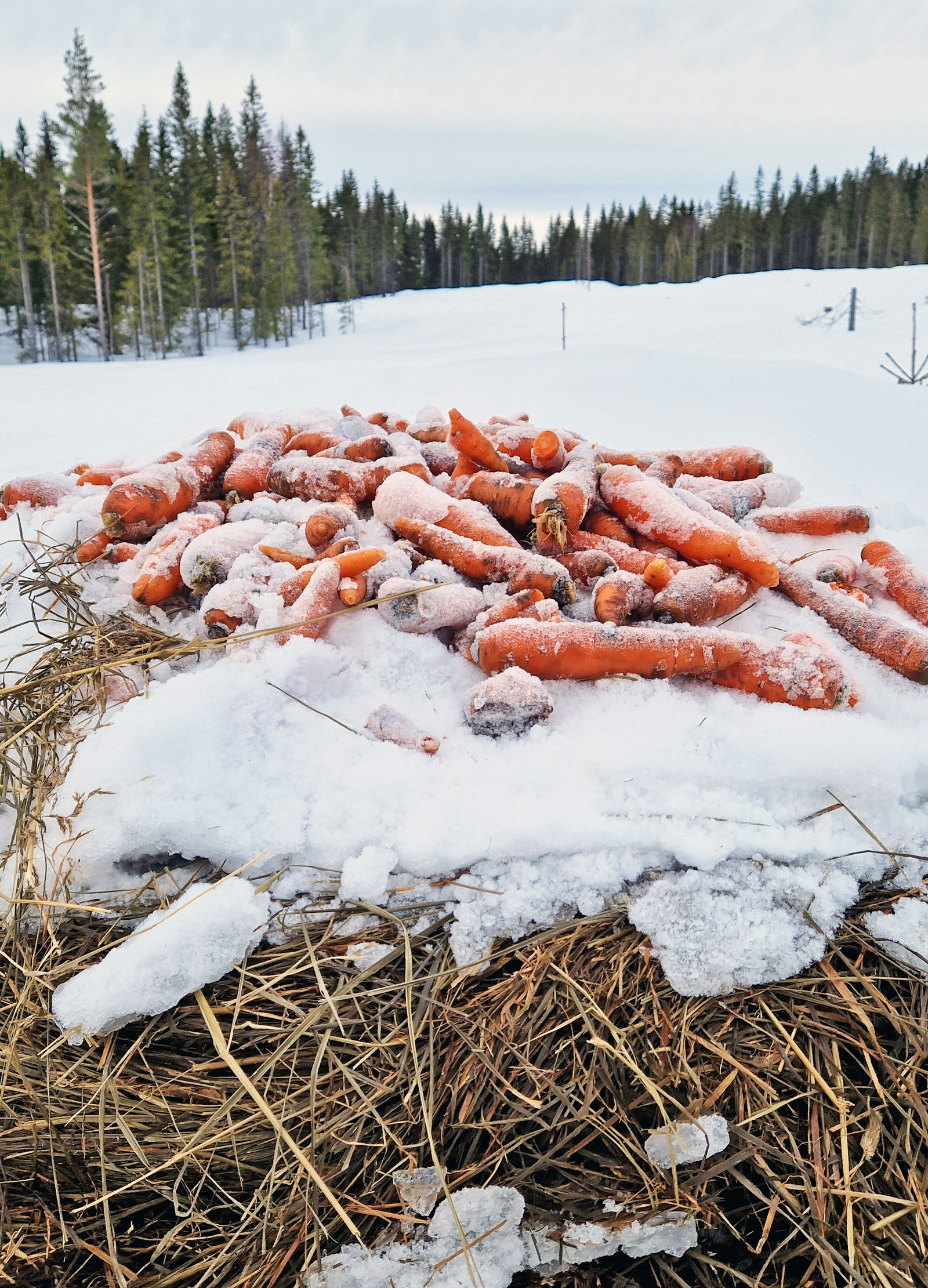 Gulerøtter som ligger på toppen av en høyball ute i et snødekket skogområde.